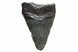 Bargain, Megalodon Tooth - North Carolina #152884-1